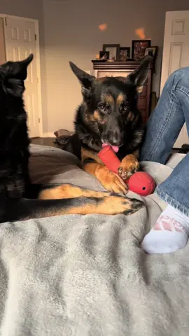 A post by @k9_mattis on TikTok caption: Hawk and his shenanigans 
