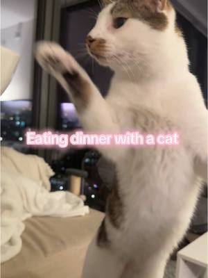 A post by @kristenrodr02 on TikTok caption: HIS ARM REACH #cats #catsoftiktok #dinner #food 