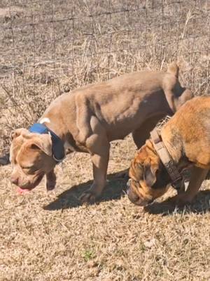 A post by @cannon_bulldogs on TikTok caption: My miniature Lioness straight from the plains of the Serengeti #lioness #familydog #oldeenglishbulldogge #showdog #petstory 