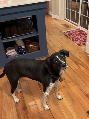 A post by @laurskiiiii on TikTok caption: She lovesss pasta!! 🥰 #bhadbhabie #hamster #hamstersoftiktok #PetsOfTikTok #pet #dog #shorthairpointer #blacklabpuppy 