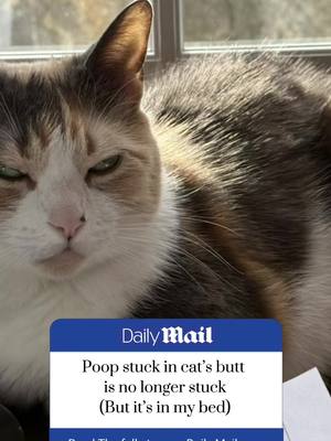 A post by @alexmadore on TikTok caption: #CapCut this is important news #dailymail #capcuttemplate #funnyvideo #cat 