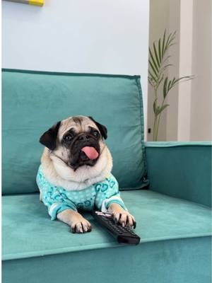 A post by @hoootdogs on TikTok caption: А ты борешься за диван с питомцами?😂