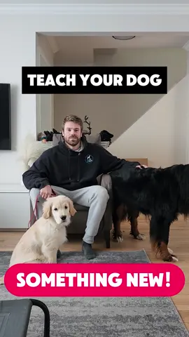 A post by @southwestdogtraining on TikTok caption: This is the overall path you should follow for most operant conditioning (a.k.a. Obedience training) There are many ways to teach new skills, if you want to know more about the individual one’s comment and we’ll make more videos on this very broad topic! Not sure how to get started with new skills, join our group classes where we guide you every step of the way! #DogsOfInstagram #DogLover #TrainingJourney #SmartPup #DogsThatDoThings #MarkerTraining #ShapingBehavior #ReinforceTheGood #DogLearning #NewTricks #TrainYourDog #DogBehavior #SmartDog #ObedientDog #PuppyTraining #AdultDogTraining #DogTraining #TeachYourDog #DogTrainingTips #DogTrainerLife #PositiveReinforcement #ClickerTraining #DogObedience