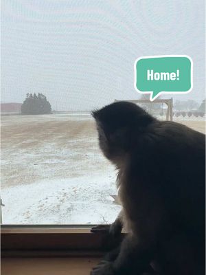 A post by @lifewithgaitlyn on TikTok caption: Welcome to the farm! #gaitlynrae #homestead #farm #housetour #house #life #animal #animals #pet #monkey 