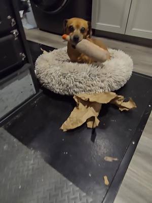 A post by @oneandonlyminion on TikTok caption: Minion made a mess and helps clean it up #narrowayhomestead #theoneandonlyminion #cardboard #mess #farmdog