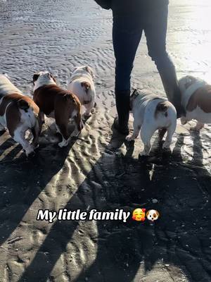 A post by @martakellett on TikTok caption: My fur babies 🐶🐶🐶#bulldogs #englishbulldog #lovemydog #dogsoftiktok #britishbulldog #lotsofdogs 