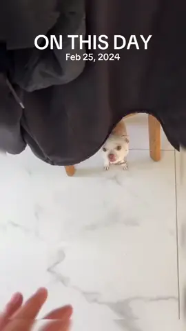 A post by @animal.reunion on TikTok caption: #onthisday