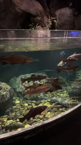 A post by @mokuchan018 on TikTok caption: If anyone wonders where I would spend HOURS in ✨❤️  #aquarium #ncaquarium #ncaquariumpineknollshores #fish #shark #jellyfish #riverotters #turtle 
