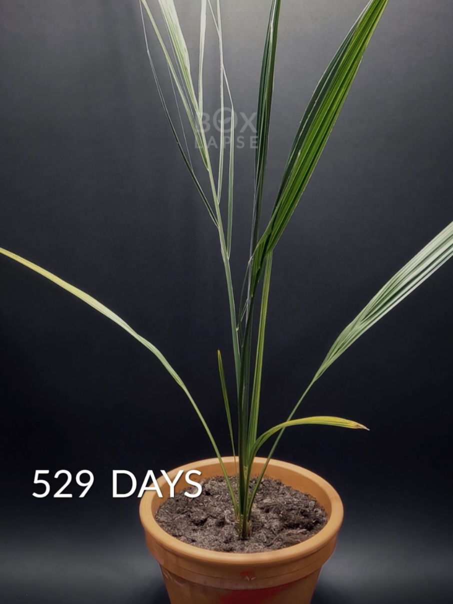 A post by @boxlapse on TikTok caption: 1.5 years in 40 seconds. Date palm tree growing from seed 🌴  #timelapse 