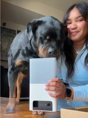 A post by @chopfromgta on TikTok caption: @Petcube LOVE THIS GADGET 😍🥰✨ #rottweiler #rottweilersoftiktok #PetsOfTikTok #rottie #rottiesoftiktok