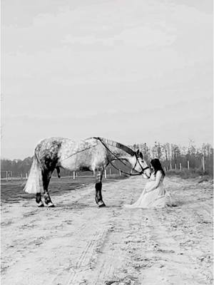 A post by @ah.fotografie on TikTok caption: It’s a….👀  #horse #fyp #baby #genderreveal #connemarapony #connemara #foryou 