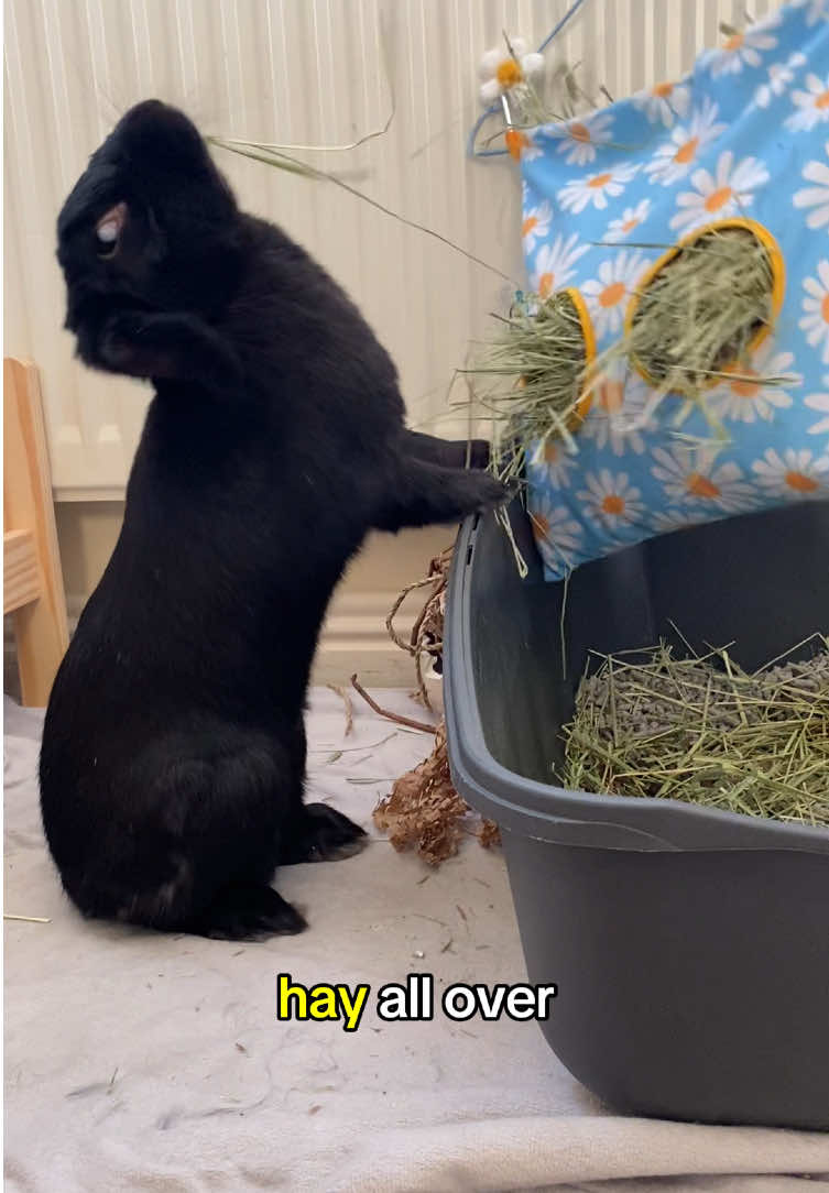 A post by @hazelnut_the_bunny on TikTok caption: Replying to @vaqien This normally takes me less than 15 mins, but the hay.. the hay is never ending! 😅  *cursing warning at the end! #bunnycaretips #bunnytok #freeroambunny #bunnylitterbox #littertrainedrabbit 