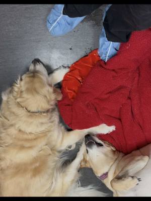 A post by @dr.b_veterinarian on TikTok caption: Yup these two are regular visitors to the hospital🤣 #goldenretriever #labradorretriever #dogs #doglovers #fyp