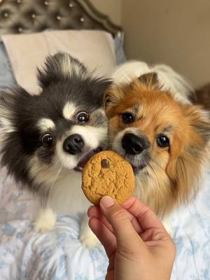 A post by @scout2015 on TikTok caption: Chocolate Chip Cookies are the NEW Favorite or are they??😨‼️Part 2?👀#dog #puppy #fyp #prank #pomeranian 