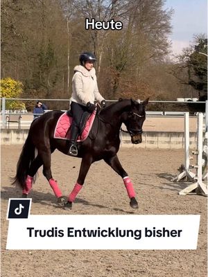 A post by @franziundfleur on TikTok caption: Just prove them wrong 💁🏼‍♀️ IG: franziskaelea  #jungpferd #jungpferdeausbildung #dressurpferd #3yo #pferdeausbildung #franziundfleur #franziskaelea 