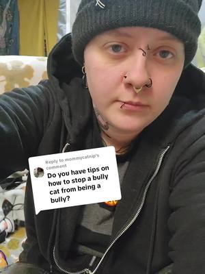 A post by @theceoofcats on TikTok caption: Replying to @mommycatnip Cat bullying tips. What do you do if one cat is bullying the other? Hopefully this helps. #cats #catrescue #fyp #tnr 