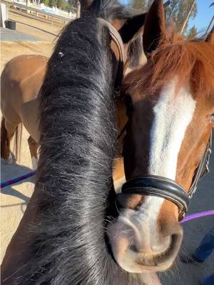 A post by @evans_world on TikTok caption: Two ponies mutual grooming #Horsesandhumor #horse #pony #piperthepony 