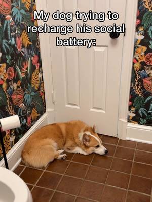 A post by @hammyandolivia on TikTok caption: He’s our little introvert…