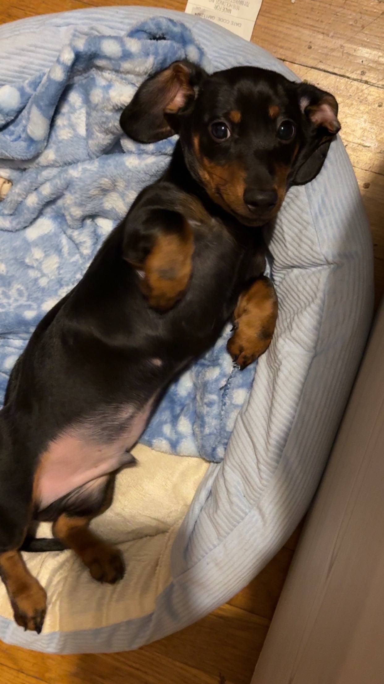 A post by @datboii_jj on TikTok caption: What can I say I’m a small dog but I do big dog things 😜 