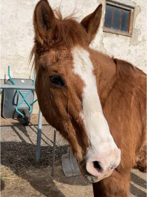 A post by @spickiee on TikTok caption: Wenn Buddy mal wieder denkt er ist ein 3jähriger 😅 ich freue mich ja dass er mit seinen 25 Jahren so gut drauf ist aber Ordnung muss auch sein daran müssen wir wieder mehr arbeiten 😅😂  #equestrian #quarterhorse #oldbutgold #bestbuddy #ausreiten #spickiee