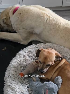 A post by @natepetroski on TikTok caption: Bringing Az in the house #narrowayhomestead #offgridlife #aslandog #boz #livestockguardiandog 