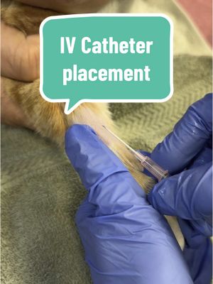 A post by @dr.b_veterinarian on TikTok caption: One stick! #vetmed #vetmedlife #ivcatheter #cat #LearnOnTikTok #fyp