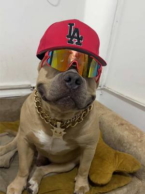 A post by @vikingo606 on TikTok caption: Báilalo Viki 😎🐶#vikingo606 