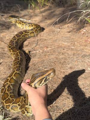 A post by @fishingarrett on TikTok caption: Looking for the 20 foot python! #tiktok#wildlife#nature#viralvideo#yoink#fyp#fypシ#foryoupage#bigsnake#animalcare#alligator#crocodile#bird#snake#python#conservation#educational#professional#everglades#florida#floridacheck#floridalife#floridaman 