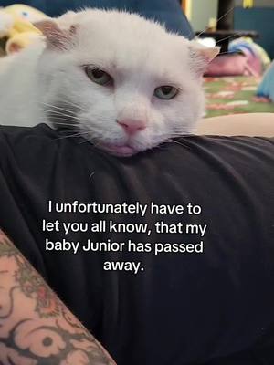 A post by @theceoofcats on TikTok caption: I lost one of the greatest loves of my life. I'll miss you Junie. I hope you found the rest of our family, and I hope you're waiting for me. 