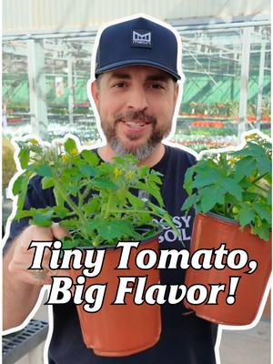 A post by @smithsgardentown on TikTok caption: Tiny plant, big flavor! 🍅🌿 The Kitchen Minis™ Tomato is perfect for small spaces—no garden needed! Just keep it in its pot, give it good light, water, and enjoy fresh cherry tomatoes for weeks. 🍽️✨ Easy, homegrown goodness right on your countertop! #smithsgardentown #kitchenminis #growyourown #freshfromhome #cherrytomatoes #containergardening