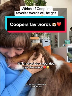 A post by @taylorcezanne on TikTok caption: Sweet boy 🥹❤️ which words do your dogs like the most?! #dogs #puppytraining 