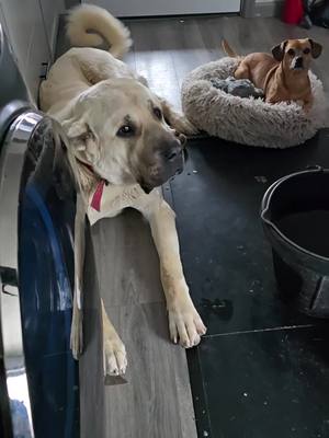 A post by @natepetroski on TikTok caption: Az is well behaved in the house #narrowayhomestead #offgridlife #aslandog #boz #livestockguardiandog 