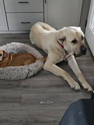 A post by @natepetroski on TikTok caption: Az is getting overheated inside #narrowayhomestead #offgridlife #aslandog #boz #livestockguardiandog