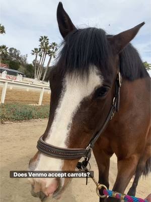 A post by @evans_world on TikTok caption: How can Piper accept carrots from her fans? #Horsesandhumor #horse #pony #piperthepony 