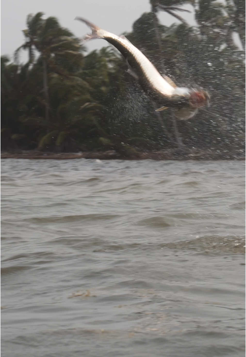 A post by @simmsfishing on TikTok caption: Ready or not, sometimes it’s not up to you… #FlyingFish #FishItWell #SimmsFishing 🎥: @gilbertrowley  #FlyFishing #Tarpon #SaltwaterFishing #Hooked #StripSet #Fishing #FlatsFishing #TrophyFish #FishTok #FYP 