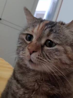 A post by @littefur on TikTok caption: Sorry mum#cat #sorry #apologize