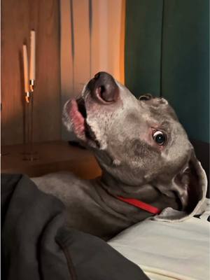 A post by @hoootdogs on TikTok caption: А ты ешь на ночь?😅FAKE ALL! 