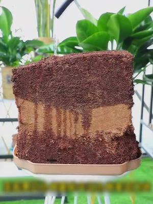 A post by @cominghome2024 on TikTok caption: #Revolutionize Your Gardening with Our Premium Coco Coir Soil! 🌱 Are you tired of traditional soils that lack proper drainage, nutrition, or are just plain heavy to handle? Our amazing coco coir soil is here to transform your gardening experience, making it more successful and enjoyable than ever! 🌱 Exceptional Water Retention and Drainage: This isn't your average soil. Coco coir soil has a unique structure that allows it to retain just the right amount of water, keeping your plants hydrated during dry spells. At the same time, it provides excellent drainage, preventing waterlogging and root rot. Your plants will thrive in this perfectly balanced environment, whether they're in pots on your balcony or in your garden beds. 🌟 Rich in Nutrients: Packed with essential nutrients like potassium, phosphorus, and calcium, our coco coir soil gives your plants a healthy start. It acts as a natural fertilizer, slowly releasing these nutrients over time to support strong growth and vibrant blooms. You'll notice a significant difference in the health and appearance of your plants compared to using regular soil. 💪 Lightweight and Easy to Handle: Say goodbye to the back - breaking task of lugging around heavy bags of soil. Coco coir soil is lightweight, making it a breeze to transport, pour, and mix. Whether you're a seasoned gardener or a beginner, you'll appreciate how easy it is to work with, especially when filling large planters or raised beds. ✨ Sustainable and Eco - Friendly: Made from the fibrous husks of coconuts, our coco coir soil is a sustainable alternative to peat - based soils. It's a renewable resource that helps reduce the environmental impact of gardening. By choosing our coco coir soil, you're not only doing your plants a favor but also contributing to a greener planet. Don't let subpar soil hold your garden back. Click the link in our bio to order your coco coir soil now and watch your garden flourish like never before! 💥 #CocoCoirSoil #GardeningEssentials #TiktokMadeMeBuyIt #TrendingProducts #HomeImprovement #SustainableGardening #WaterRetention #NutrientRich #LightweightSoil #EcoFriendly #FunctionalDecor #HomeAmbiance #ConvenientSolution #InteriorDesign #GardeningHacks #tiktokshopspringglowup #spotlightfinds