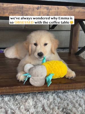 A post by @elliegoldenlife on TikTok caption: Why Emma loves the coffee table 🥺