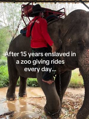 A post by @planting_peace on TikTok caption: Poon Sab is loving her new life as a free elephant. She spent the last 15 years giving rides to tourists every day. She has been a free elephant for two weeks now! She is still adjusting, but she is loving her new life at Boon Lott Elephant Sanctuary-Bles. They're taking amazing care of her. She gets to roam over 500 acres every day, pretty much doing whatever the she wants. Very thankful to everyone who supported her journey to freedom. -Aaron/Planting Peace Ps.. A big thank you to @Katherine Connor for letting us know about this gorgeous girl! You’re the best! #plantingpeace #bles #rescue #elephantrescue #heartchain #thailand 