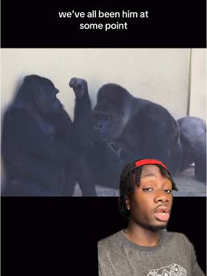 A post by @mndiaye_97 on TikTok caption: Keep it civil, it’s still February #gorilla#animals#nature 