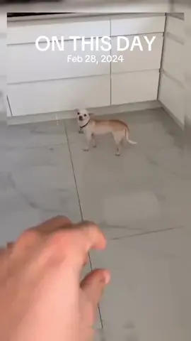 A post by @animal.reunion on TikTok caption: #onthisday