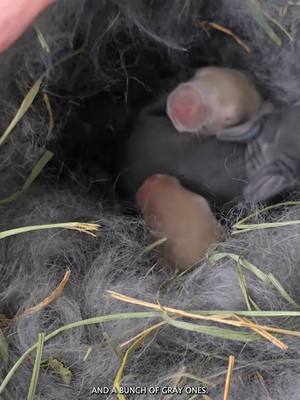 A post by @natepetroski on TikTok caption: Bunnies are safely nestled in the hutch #narrowayhomestead #offgridlife #rabbits #bunnies #nest #flemishgiant #newzealandrabbit 