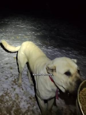 A post by @natepetroski on TikTok caption: Training AZ to guide me on slippery uneven ground #narrowayhomestead #offgridlife #boz #aslandog #livestockguardiandog #DogTraining 