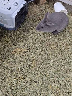 A post by @oneandonlyminion on TikTok caption: Minion plays with the rabbits #narrowayhomestead #theoneandonlyminion #farmdog #rabbits #bunnies