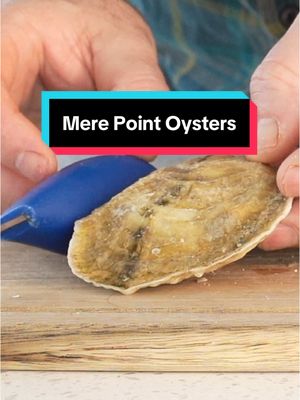 A post by @by_the_water on TikTok caption: I Ate Raw Oysters; Mere Point #seafood #oysters #maine