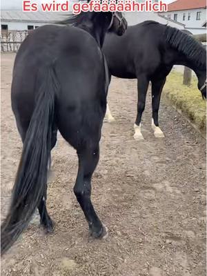 A post by @spickiee on TikTok caption: The magic of Black cats 🤣🤣 #equestrian #funny #cats #horses #spickiee #fy 