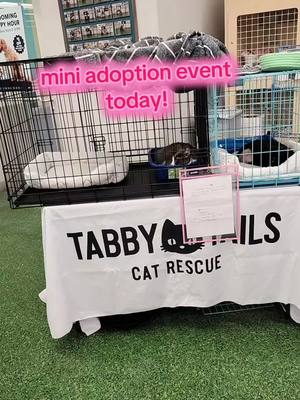 A post by @theceoofcats on TikTok caption: Amazing babies available for adoption!!! 