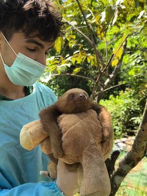 A post by @kylethomas on TikTok caption: The hard reality of keeping wildlife WILD! 🦥 this is molé a sloth i worked with last year. 🦥 rewildling animals is never easy! ❤️  #sanctuary #rehab #rescue 