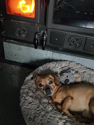 A post by @oneandonlyminion on TikTok caption: A winter day in the life of Minion #narrowayhomestead #theoneandonlyminion #farmdog #winter #farmlife #woodstove